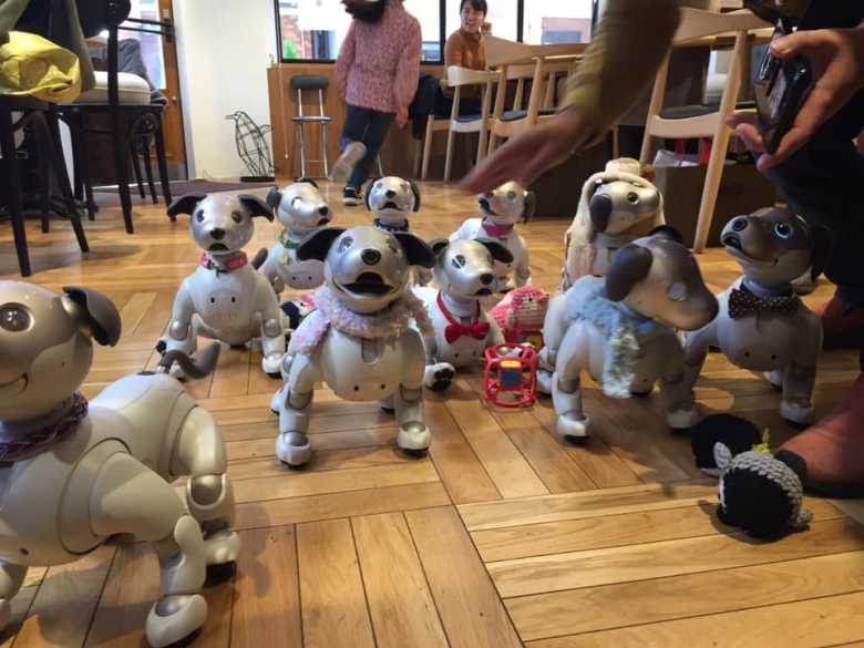 Japon : ce café de Tokyo organise des soirées à thème pour les propriétaires de chiens robots...