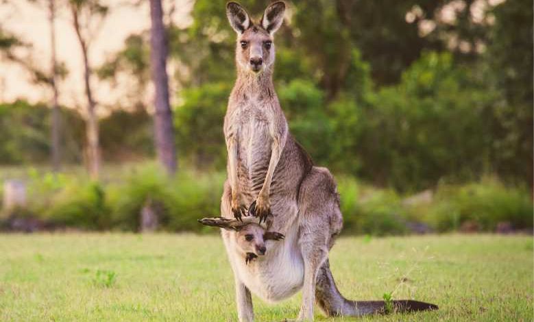 Pour sauver les bébés kangourous orphelins, des couturières se mobilisent pour tricoter des poches en tissu naturel