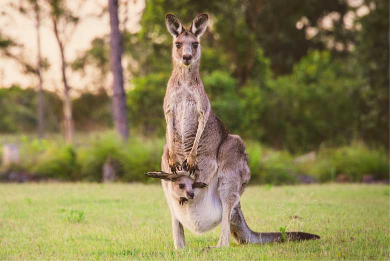 Pour sauver les bébés kangourous orphelins, des couturières se mobilisent pour tricoter des poches en tissu naturel