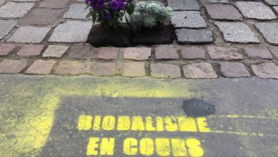 Biodalisme : ils remplacent les pavés de nos rues par de jolies graminées