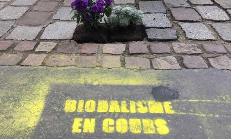 Biodalisme : ils remplacent les pavés de nos rues par de jolies graminées