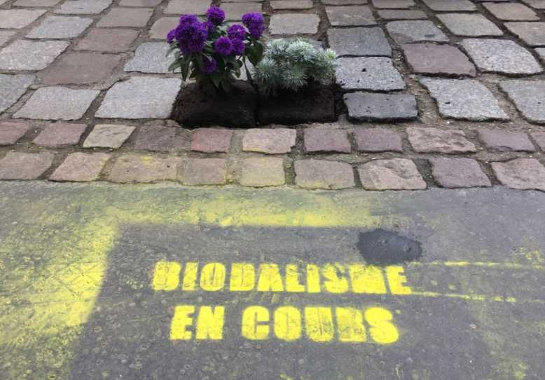 Biodalisme : ils remplacent les pavés de nos rues par de jolies graminées