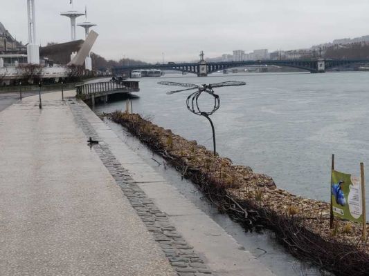 Lyon : des berges végétalisées flottantes sur le Rhône pour faire revenir la biodiversité en ville
