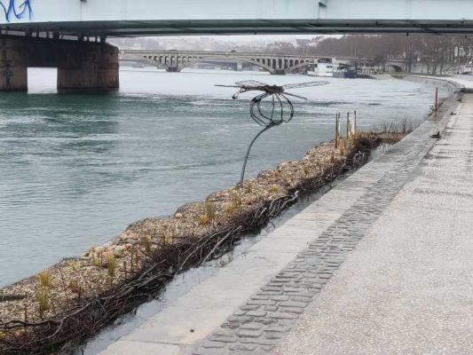 Lyon : des berges végétalisées flottantes sur le Rhône pour faire revenir la biodiversité en ville