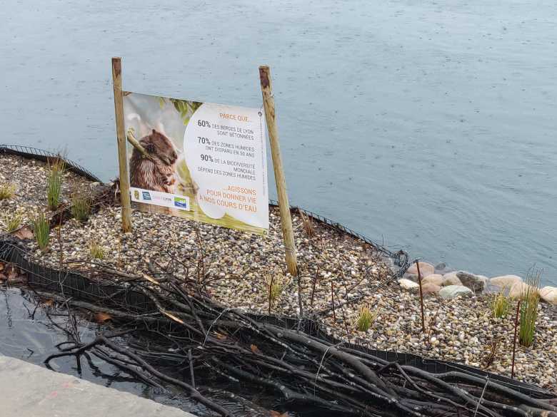 Lyon : des berges végétalisées flottantes sur le Rhône pour faire revenir la biodiversité en ville