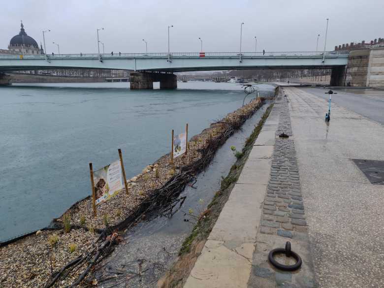 Lyon : des berges végétalisées flottantes sur le Rhône pour faire revenir la biodiversité en ville