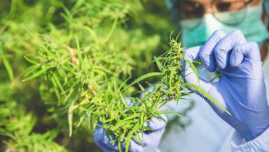 C'est officiel, 3000 patients français pourront bénéficier d'un traitement à base de cannabis