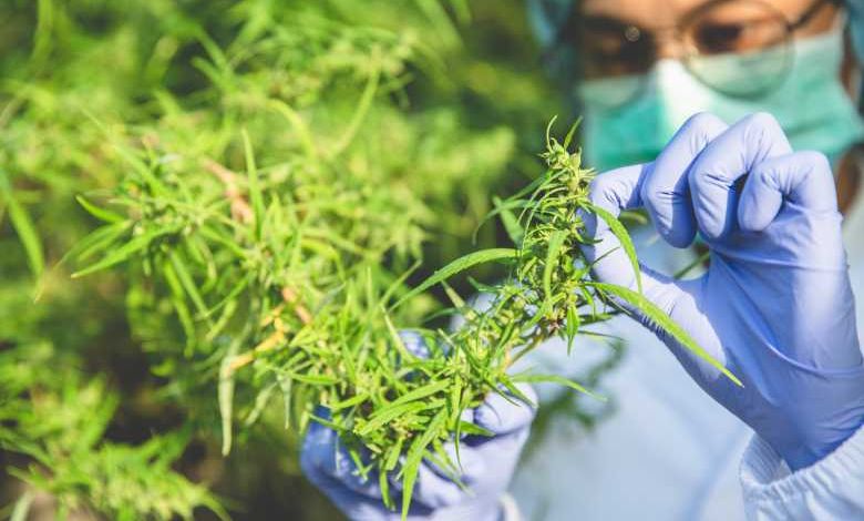 C'est officiel, 3000 patients français pourront bénéficier d'un traitement à base de cannabis