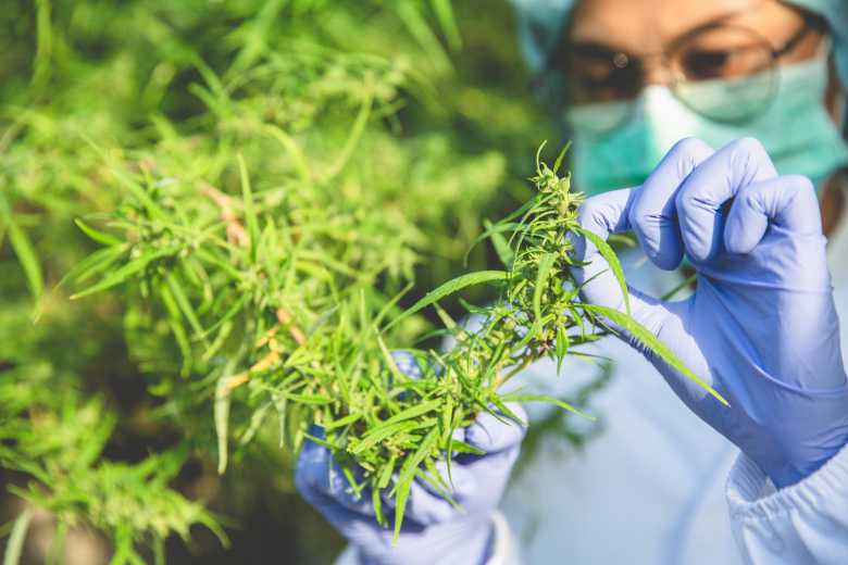 C'est officiel, 3000 patients français pourront bénéficier d'un traitement à base de cannabis