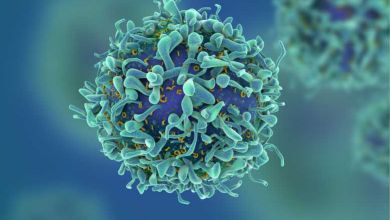 Des chercheurs gallois pensent avoir découvert une cellule T capable de vaincre tous les cancers !