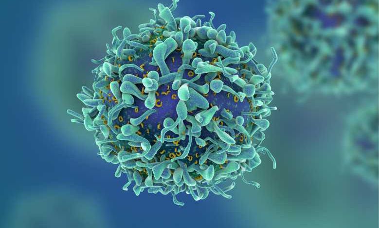 Des chercheurs gallois pensent avoir découvert une cellule T capable de vaincre tous les cancers !