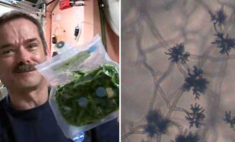 Tchernobyl : un champignon "mangeur de radiation" pourrait devenir une source inépuisable de nourriture pour les astronautes