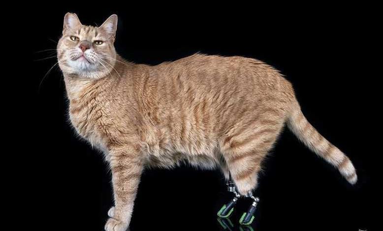 Vituzzo : le chat bionique devient une star sur les réseaux sociaux