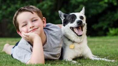 Autisme : la présence d'un chien d'éveil aurait de nombreux effets bénéfiques sur les enfants