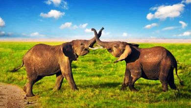 Limousin : le premier sanctuaire pour les éléphants "réformés" des cirques et des zoos ouvrira ses portes en 2020