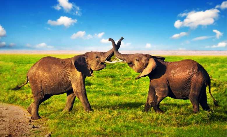 Limousin : le premier sanctuaire pour les éléphants "réformés" des cirques et des zoos ouvrira ses portes en 2020