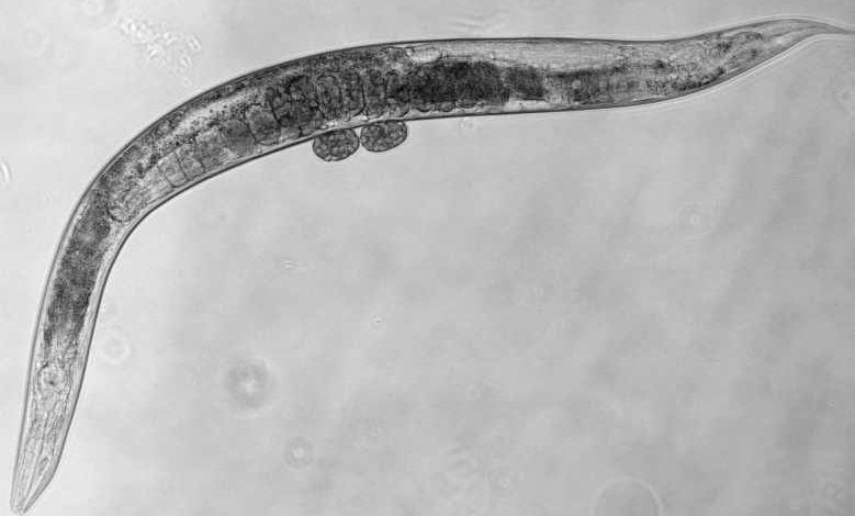 Des biologistes ont peut-être trouvé un moyen de prolonger notre espérance de vie de 500 %