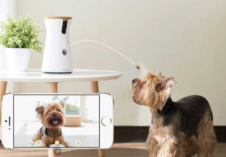 Furbo Dog Camera : une caméra pour interagir avec son animal pendant son absence