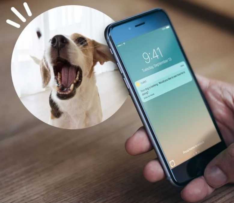 Furbo Dog Camera : une caméra pour interagir avec son animal pendant son absence 