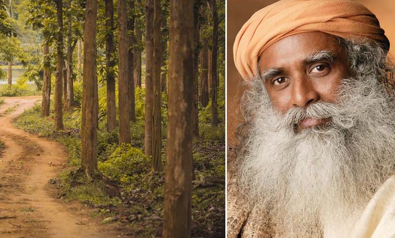 Pour faire reculer le désert, un maître yogi mobilise des milliers de volontaires pour planter 114 millions d’arbres