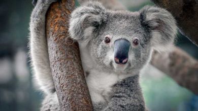 Cryogénie : congeler des gamètes de koalas pour empêcher leur disparition ?