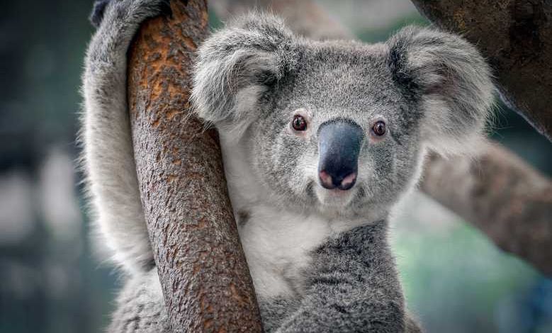 Cryogénie : congeler des gamètes de koalas pour empêcher leur disparition ?