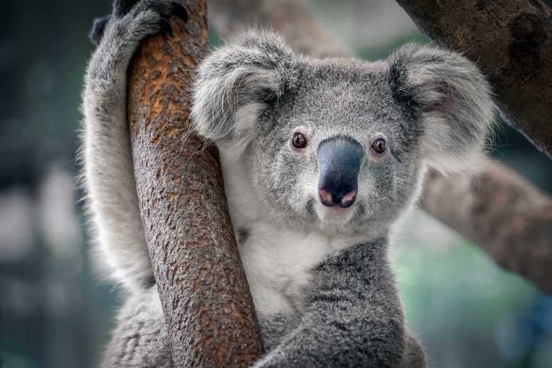 Cryogénie : congeler des gamètes de koalas pour empêcher leur disparition ?