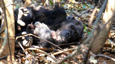 Ce moment incroyable lorsque Jane Goodall et son équipe libèrent dans la nature un chimpanzé réhabilité à la vie sauvage
