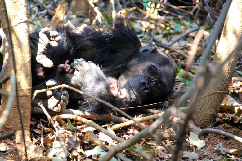 Ce moment incroyable lorsque Jane Goodall et son équipe libèrent dans la nature un chimpanzé réhabilité à la vie sauvage