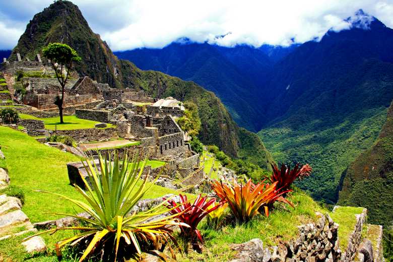 Pérou : un million d'arbres plantés pour sauver le Machu Picchu