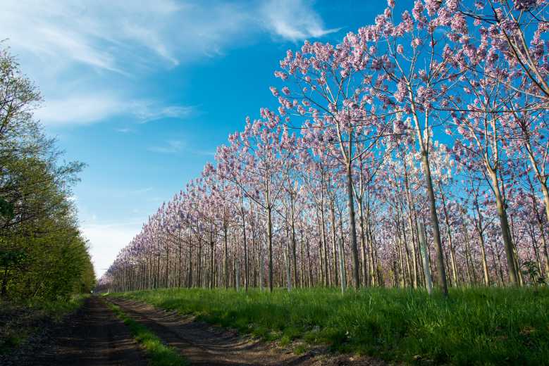 Paulownia, un "super" arbre qui pousse en trois ans et qui absorbe dix fois plus de dioxyde de carbone