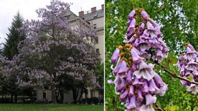 Paulownia, un "super" arbre qui pousse en trois ans et qui absorbe dix fois plus de dioxyde de carbone