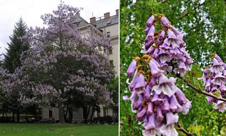 Paulownia, un "super" arbre qui pousse en trois ans et qui absorbe dix fois plus de dioxyde de carbone