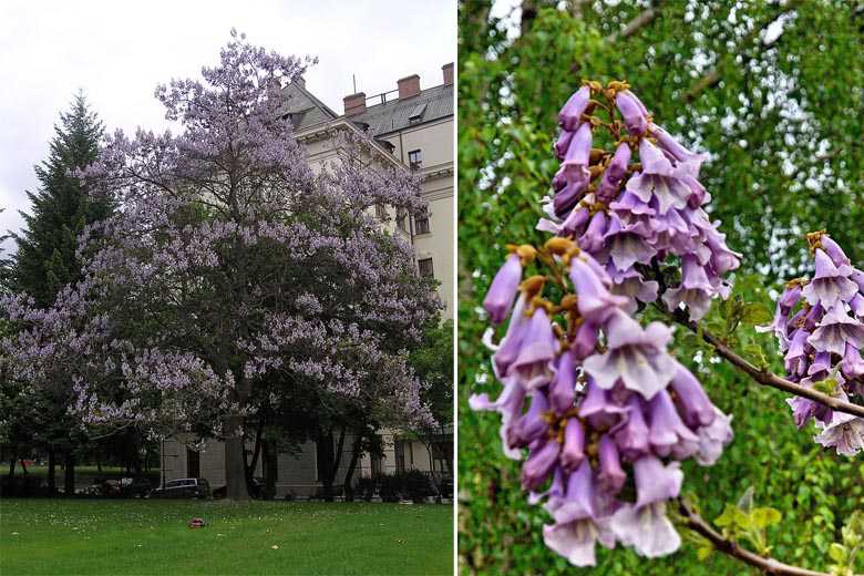 Paulownia : un atout controversé pour l'environnement - Jardin au Naturel