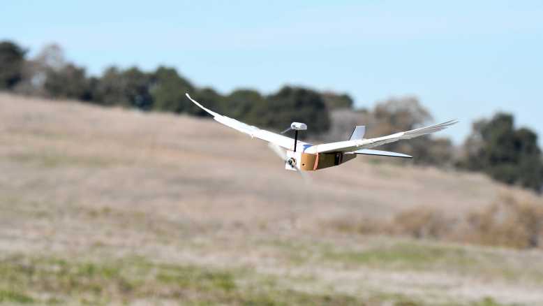 PigeonBot, l’étonnant robot avec des plumes et qui vole comme un oiseau