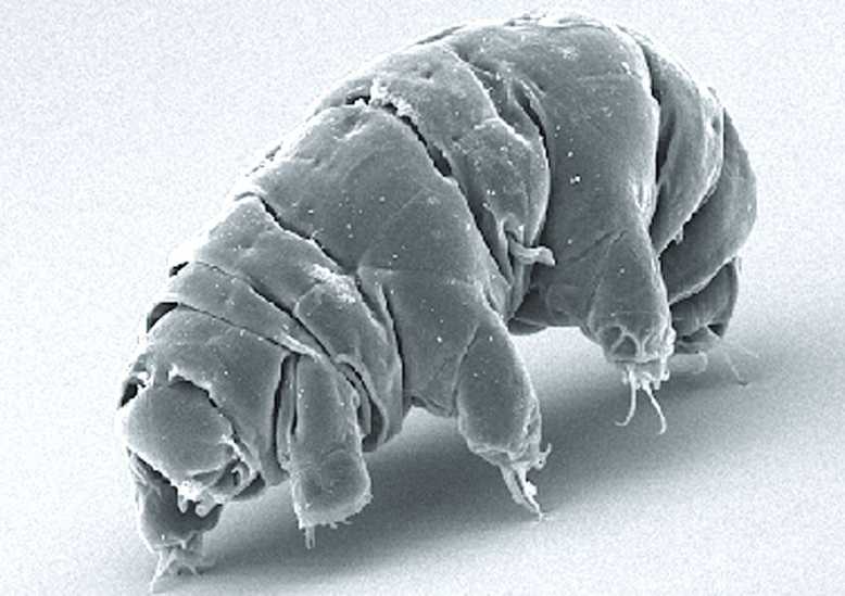 Bientôt, le réchauffement climatique pourrait même venir à bout des tardigrades, des petites créatures pourtant très coriaces