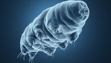 Bientôt, le réchauffement climatique pourrait même venir à bout des tardigrades, des petites créatures pourtant très coriaces