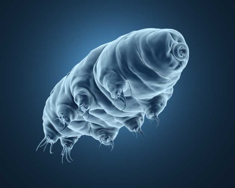 Bientôt, le réchauffement climatique pourrait même venir à bout des tardigrades, des petites créatures pourtant très coriaces