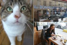 Lyon : Découvrez le restaurant "Au Bonheur des Chats" et adoptez votre compagnon pour la vie !