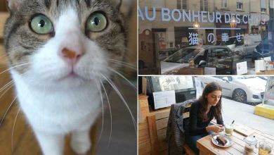 Lyon : Découvrez le restaurant "Au Bonheur des Chats" et adoptez votre compagnon pour la vie !