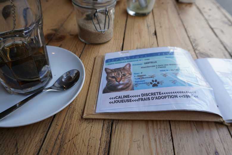 Dans ces bars et cafés « refuges » vous pouvez adopter un petit chat