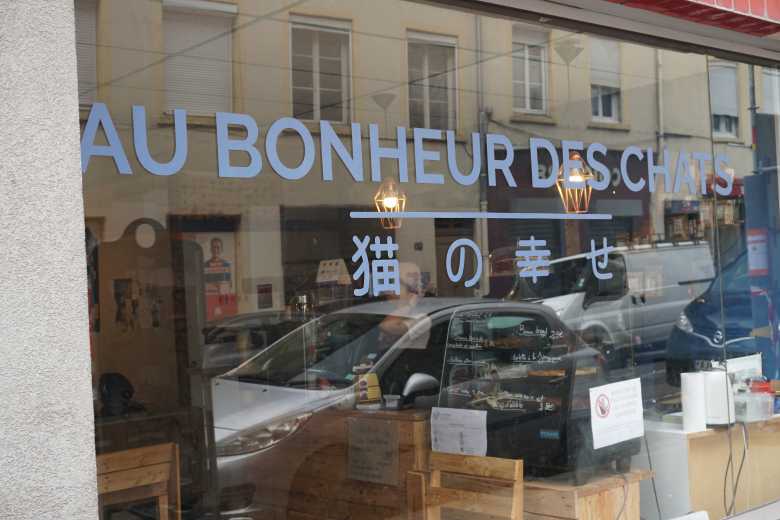 Lyon : Découvrez le restaurant "Au Bonheur des Chats" et adoptez votre compagnon pour la vie !