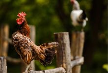 Patrimoine Sensoriel : grâce à cette loi, le coq Maurice (et tous les animaux de la campagne) peuvent continuer à chanter !