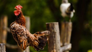 Patrimoine Sensoriel : grâce à cette loi, le coq Maurice (et tous les animaux de la campagne) peuvent continuer à chanter !