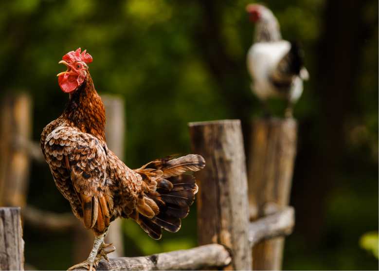 Patrimoine Sensoriel : grâce à cette loi, le coq Maurice (et tous les animaux de la campagne) peuvent continuer à chanter !