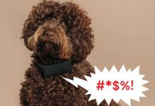 Cuss Collar, le collier pour chien qui "traduit" les aboiements en injures !