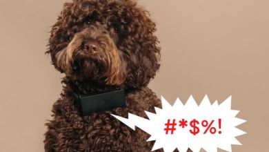 Cuss Collar, le collier pour chien qui "traduit" les aboiements en injures !