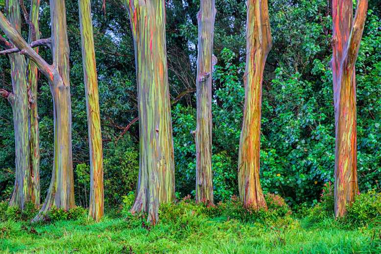 L'étonnant tronc arc-en-ciel de l'eucalyptus deglupta
