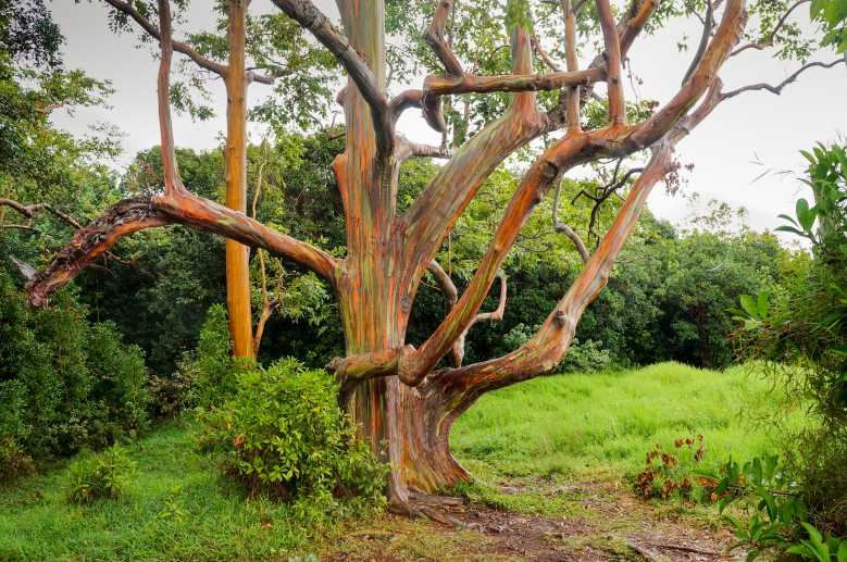 L'étonnant tronc arc-en-ciel de l'eucalyptus deglupta