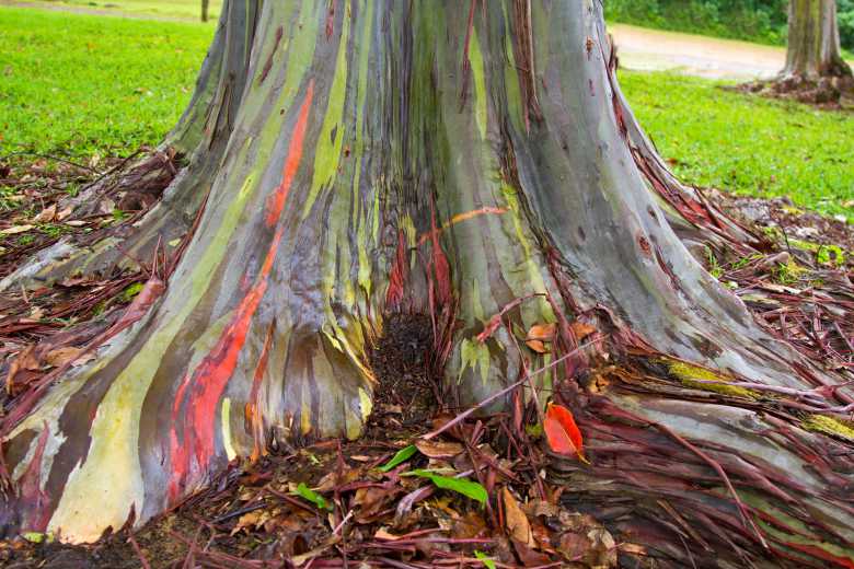 L'étonnant tronc arc-en-ciel de l'eucalyptus deglupta